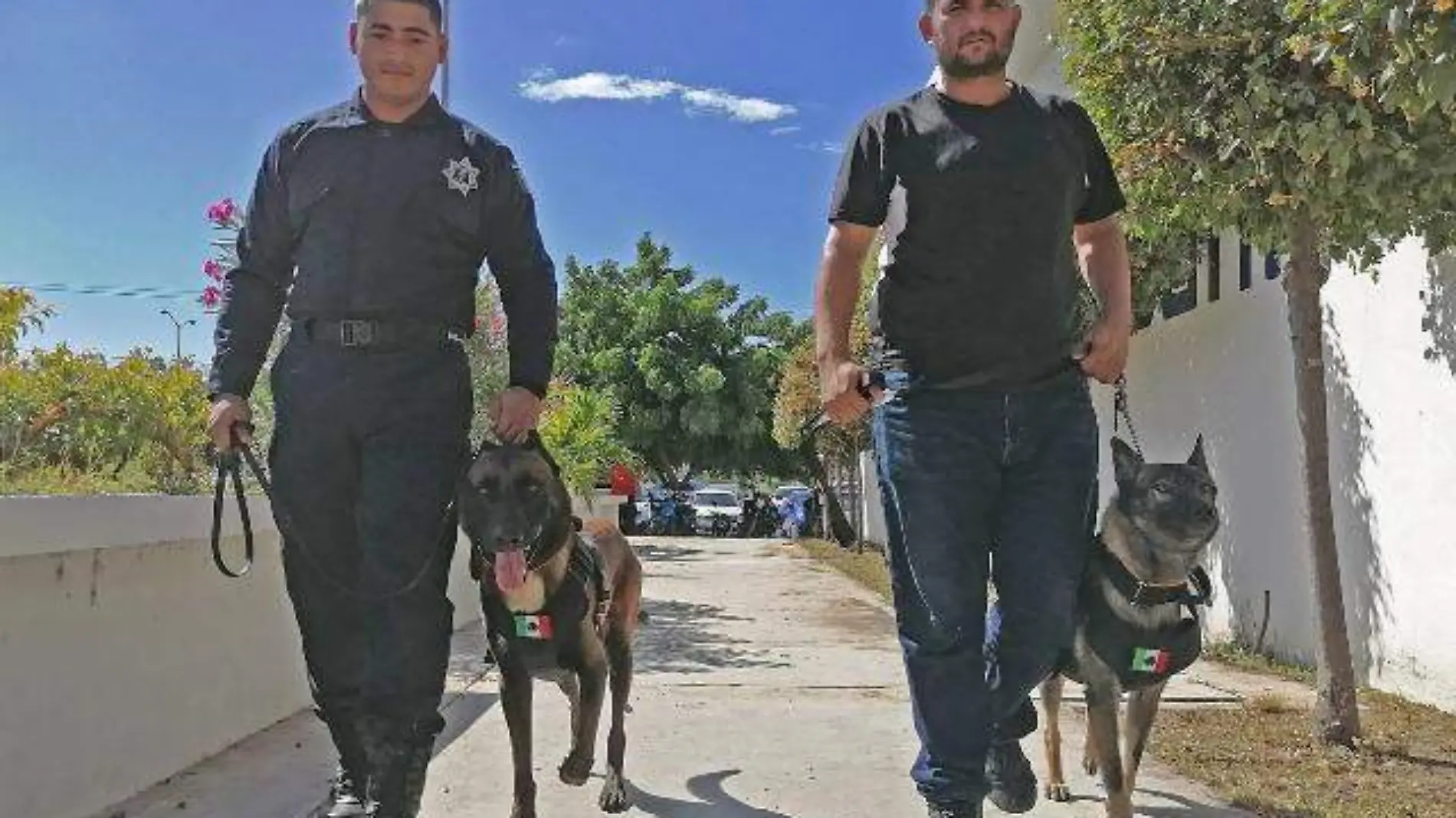 perros - polis